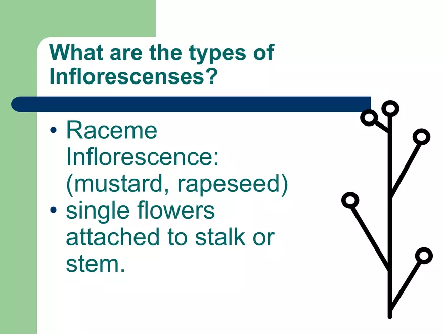 Plant Inflorescences - Page 8