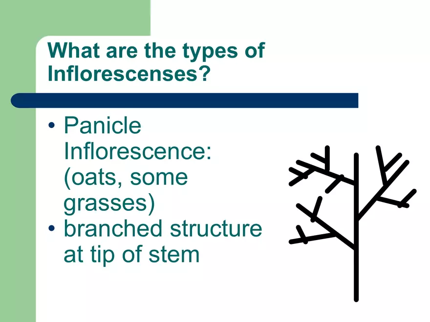 Plant Inflorescences - Page 4