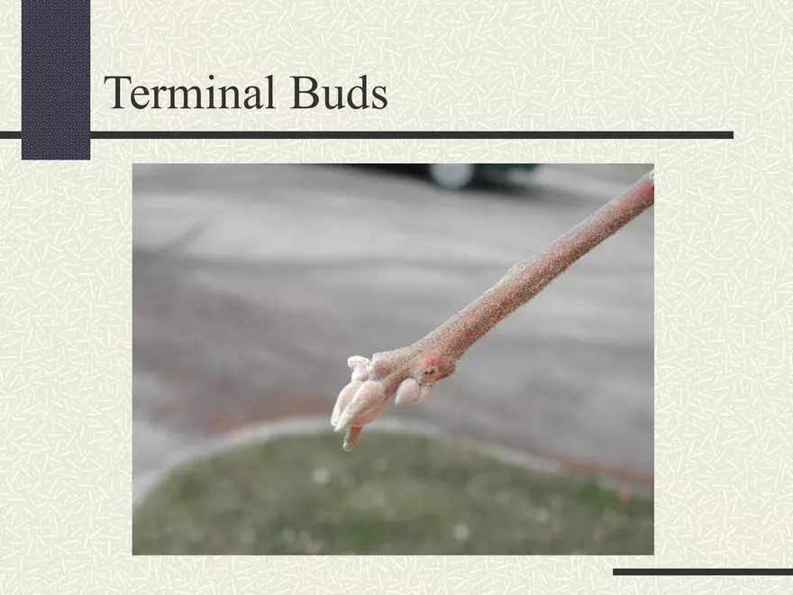 Buds - Page 8