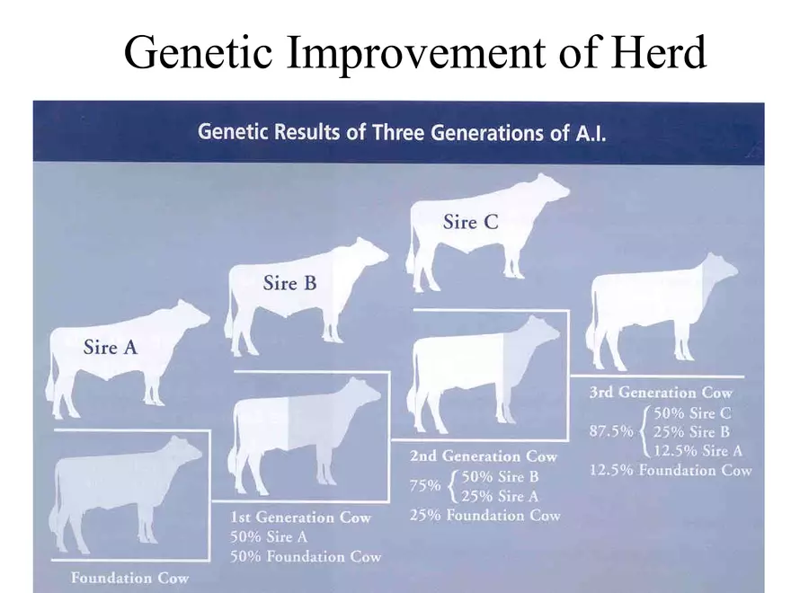 Heifer A.I. - Page 4