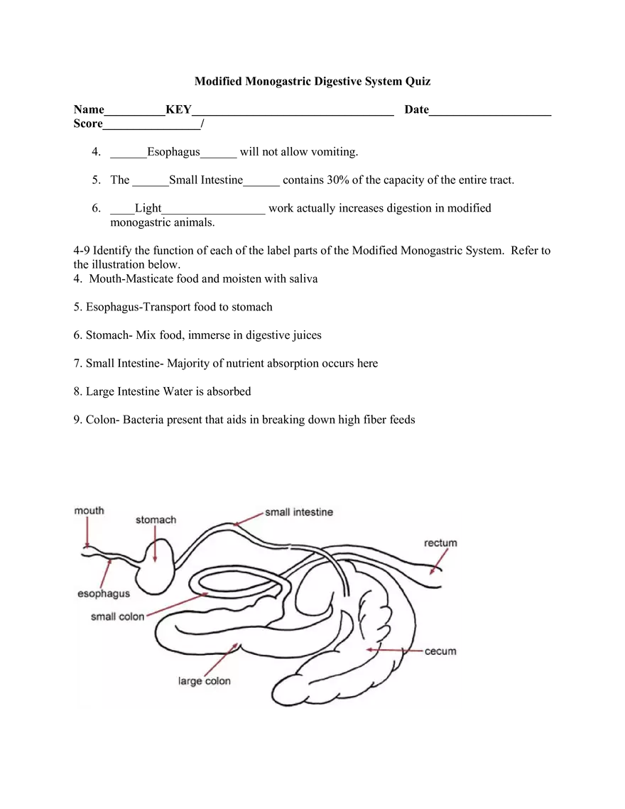 Lesson 8 - Digestive System of the Horse - Page 6