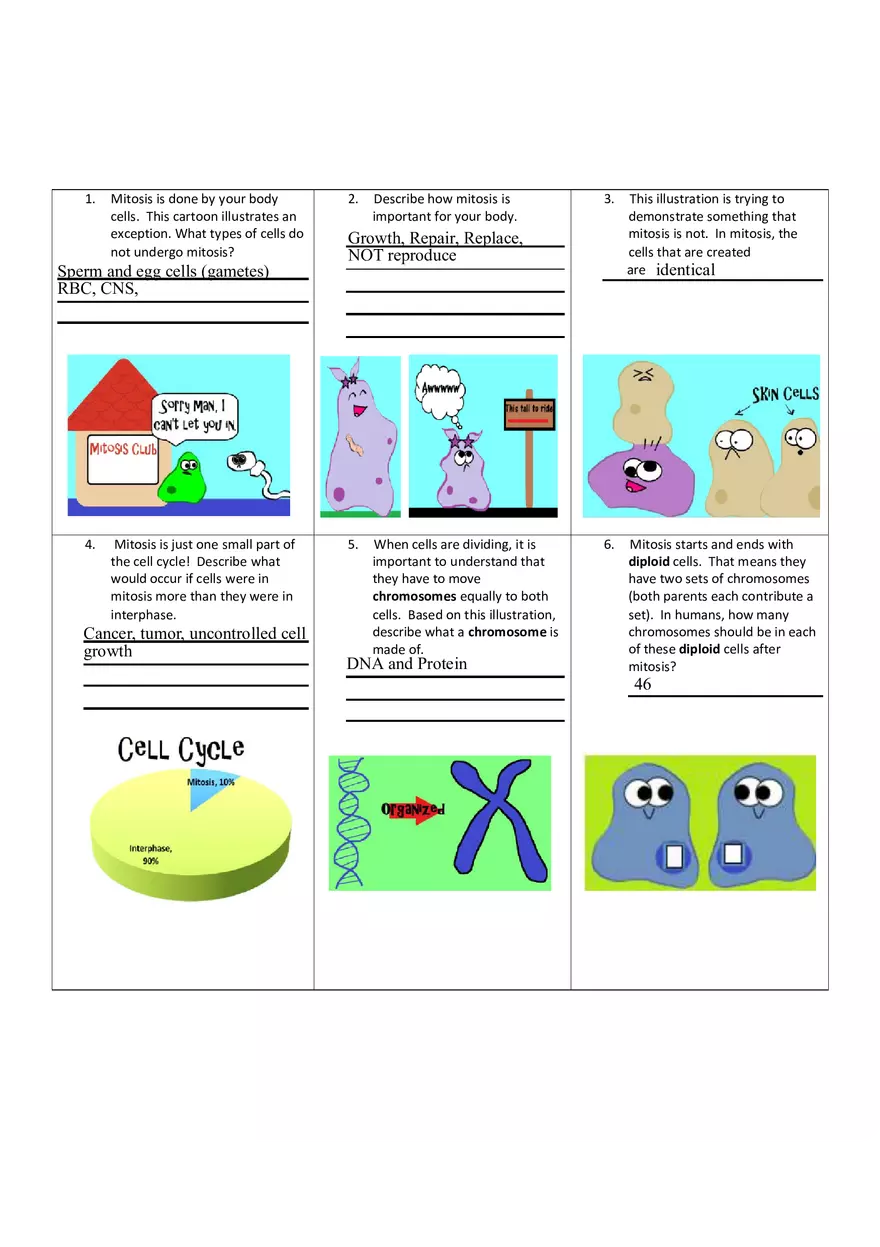 Mitosis 6 Answers - Page 1