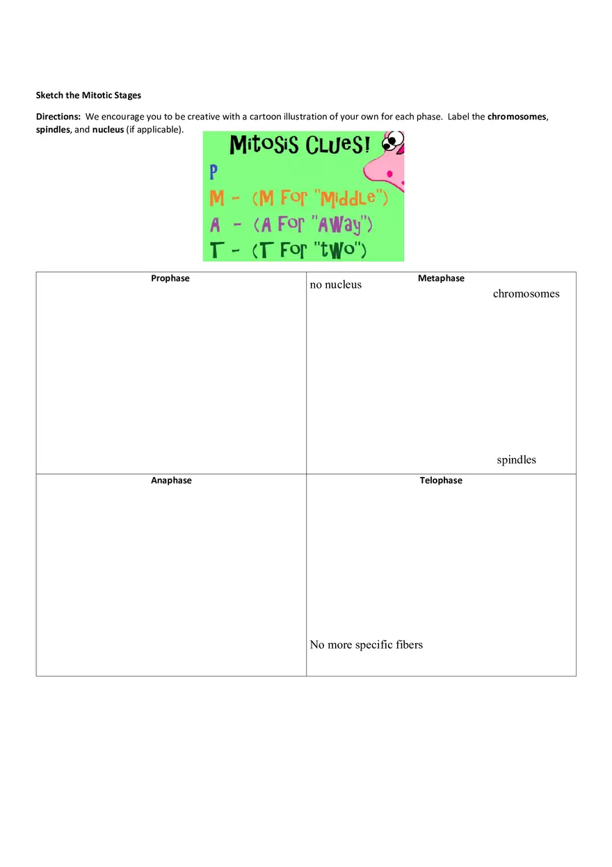 Mitosis 6 Answers - Page 2