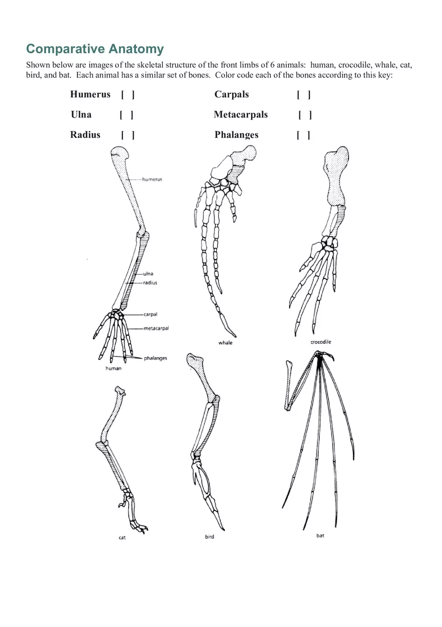 Evidence of Evolution Answer Key - Page 4