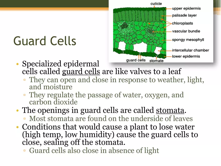 Leaf Botany and Plant Cell Biology Part 1 - Page 7