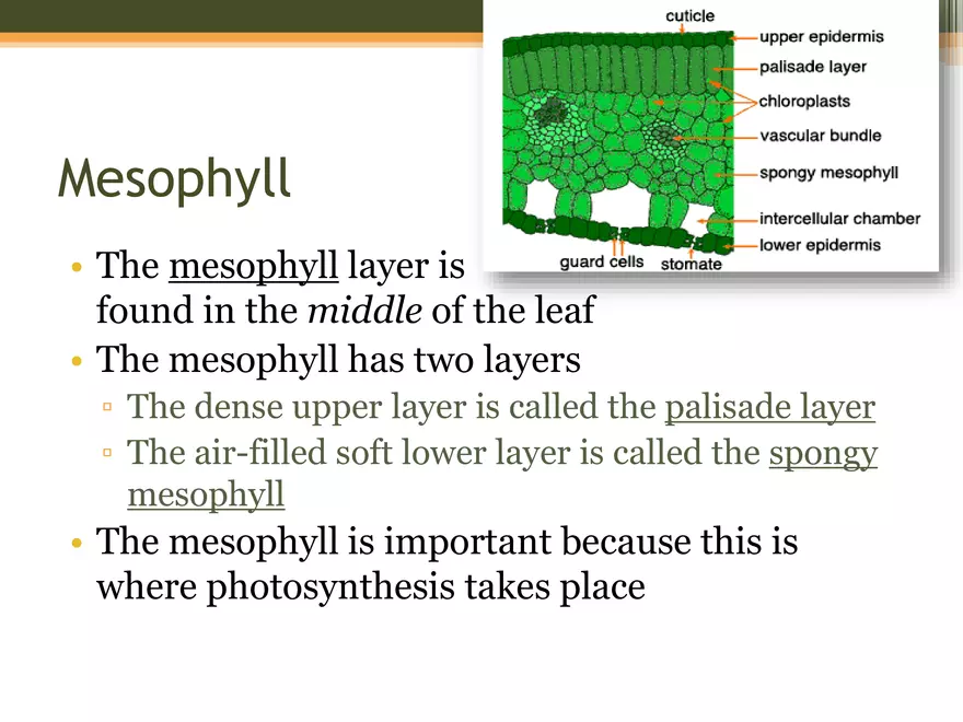 Leaf Botany and Plant Cell Biology Part 1 - Page 8