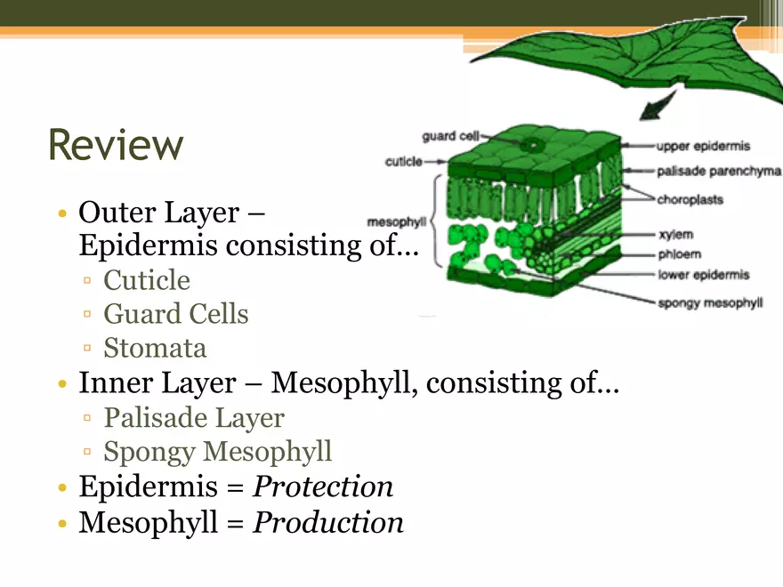 Leaf Botany and Plant Cell Biology Part 1 - Page 9