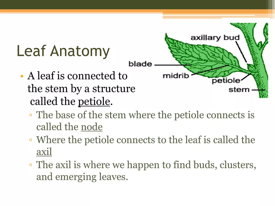 Leaf Botany and Plant Cell Biology Part 1 - Page 3