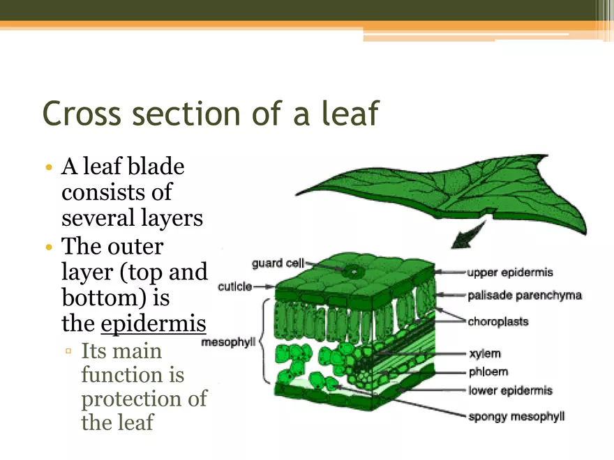 Leaf Botany and Plant Cell Biology Part 1 - Page 4