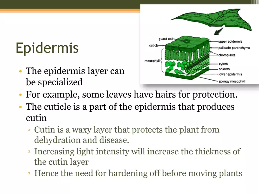 Leaf Botany and Plant Cell Biology Part 1 - Page 5