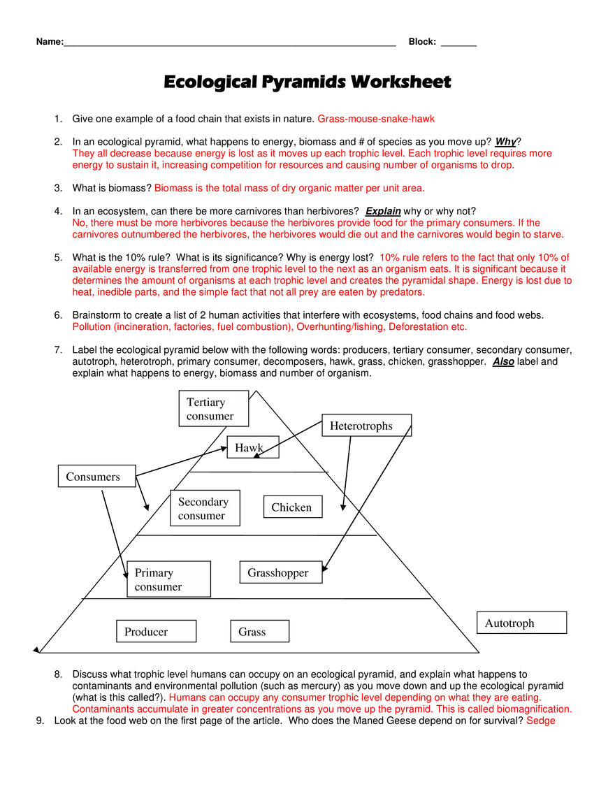 Ecological Pyramids Worksheet - Page 1