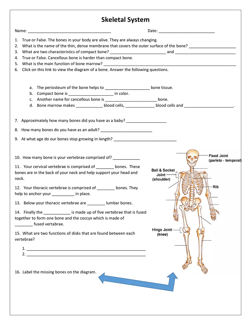 Skeletal System - Page 1
