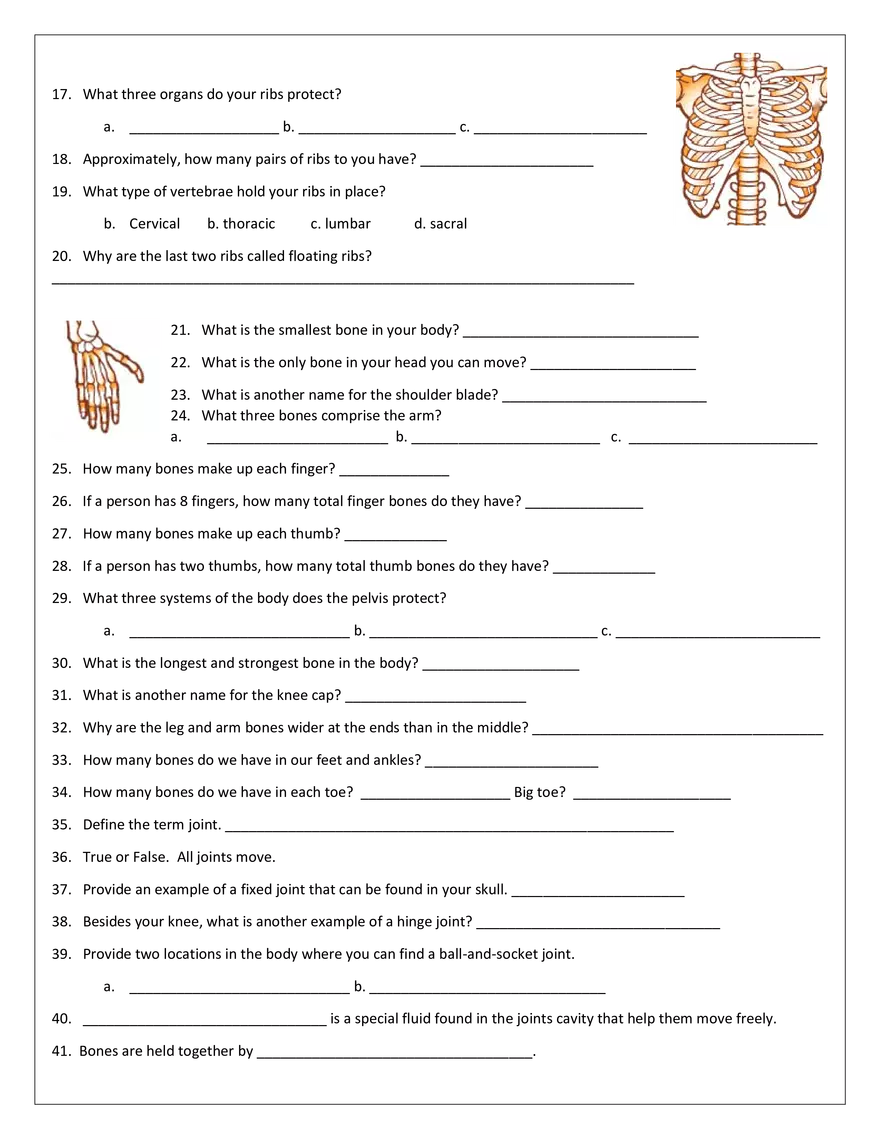 Skeletal System - Page 2