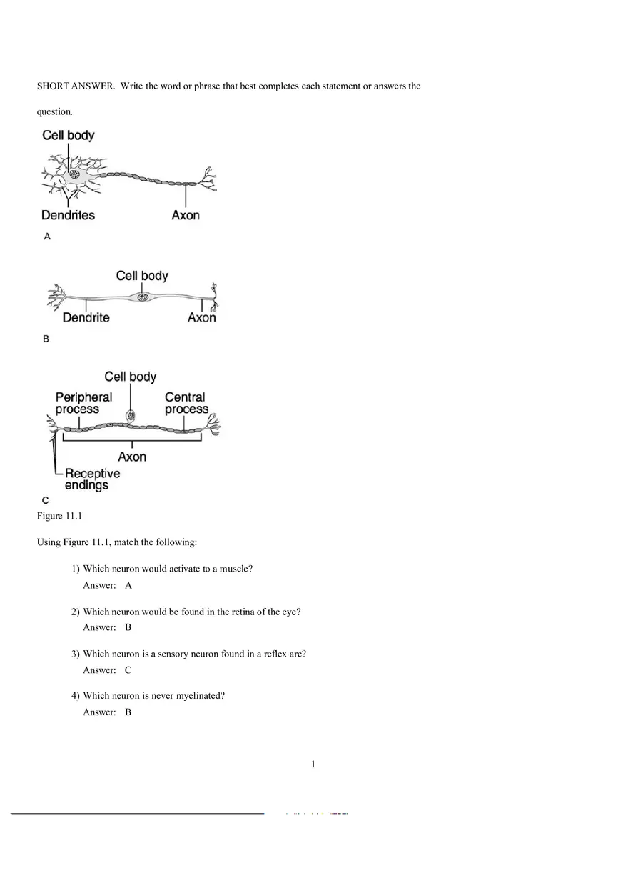 Which Neuron Would Activate to a Muscle - Page 1