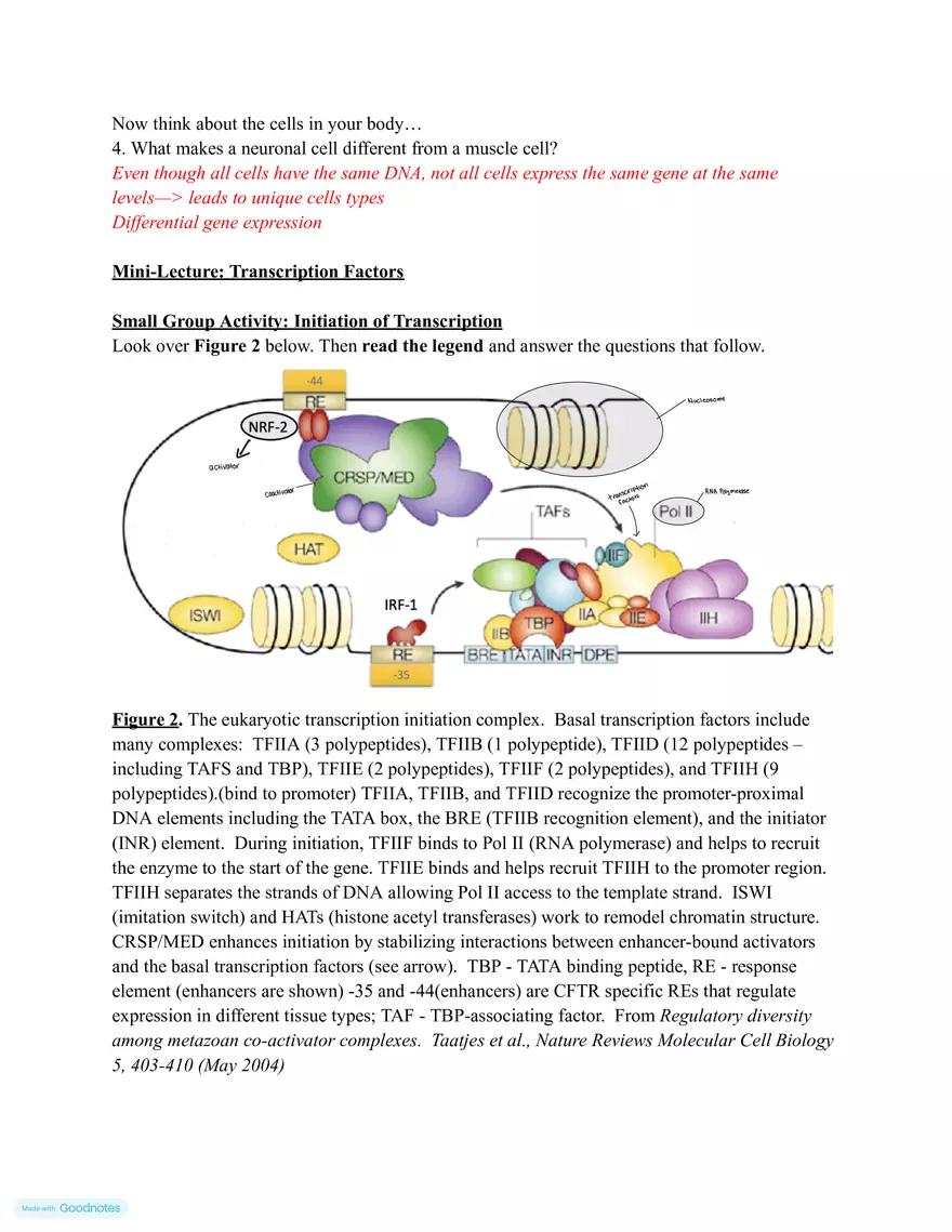 Making mRNA (Transcription) - Page 2