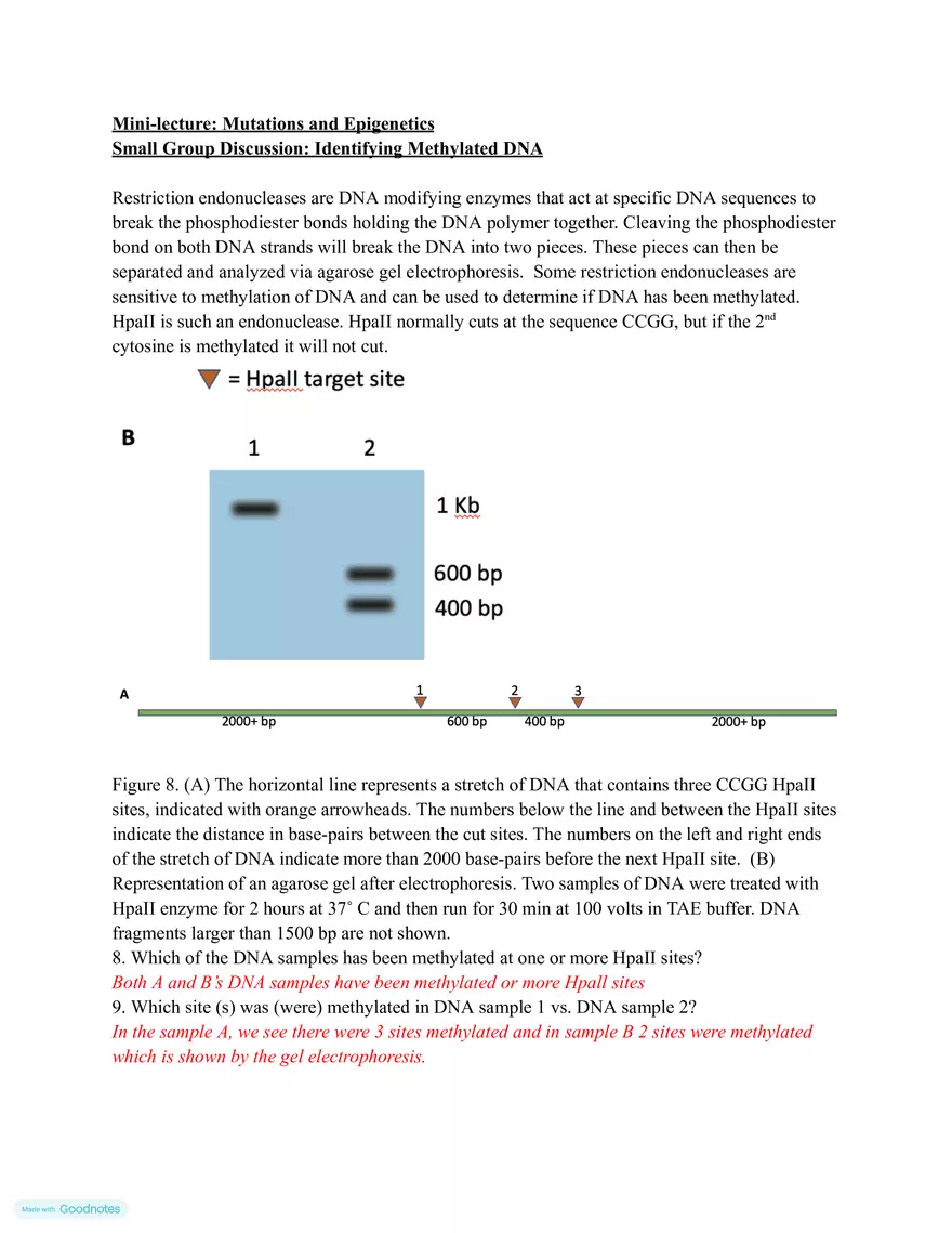 Making mRNA (Transcription) - Page 6