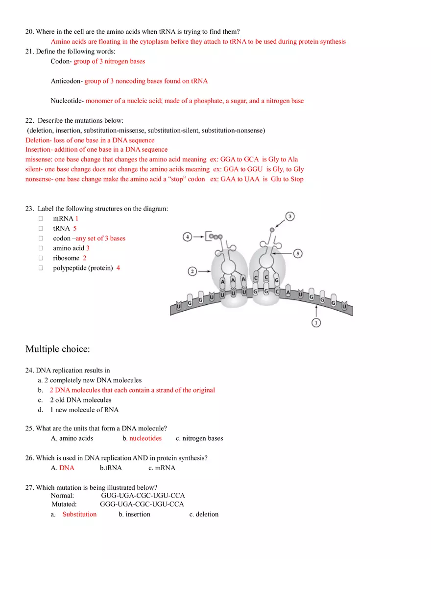 Unit 4 Test DNA RNA Protein Synthesis - Page 2