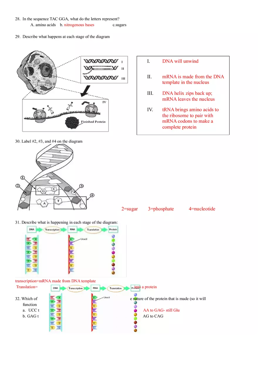 Unit 4 Test DNA RNA Protein Synthesis - Page 3