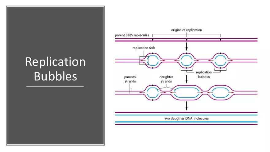 DNA Replication 2021 Notes - Page 7