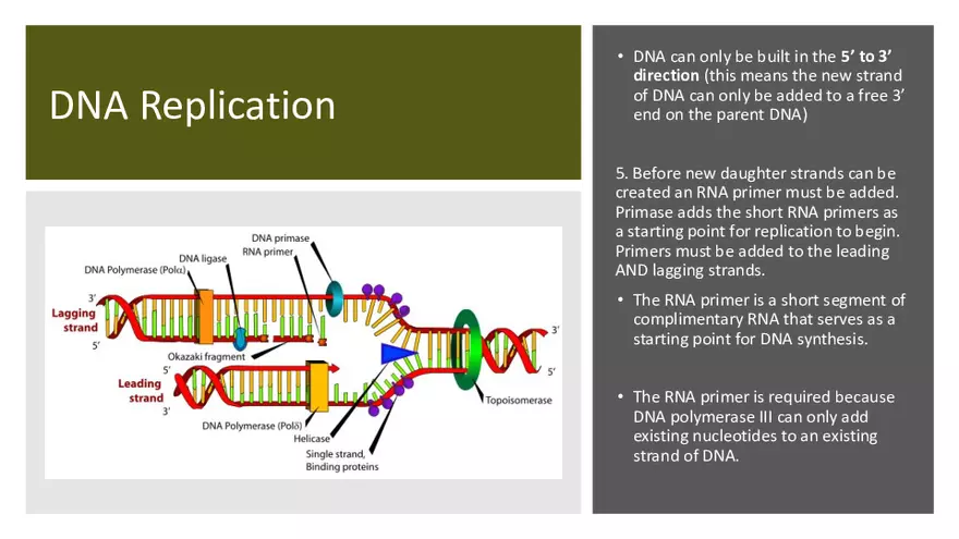 DNA Replication 2021 Notes - Page 8