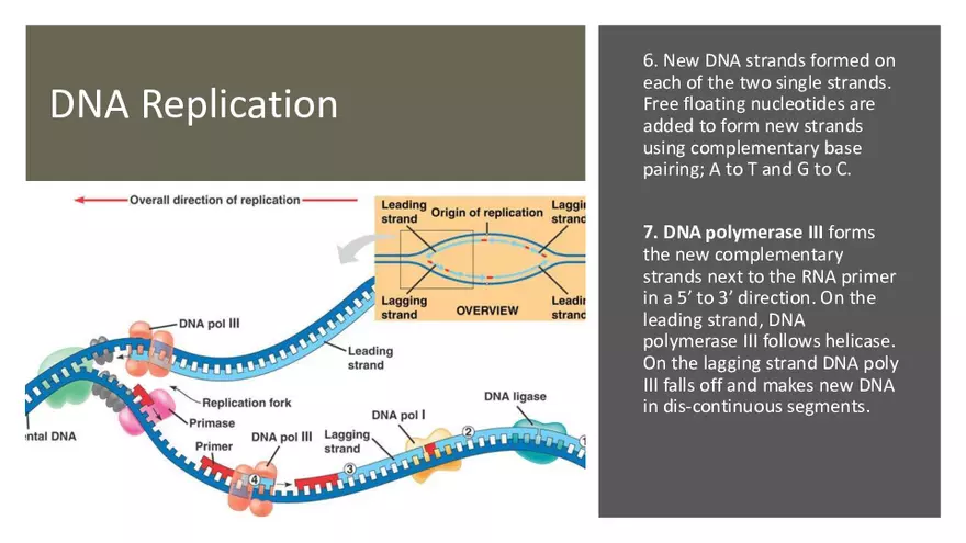 DNA Replication 2021 Notes - Page 9