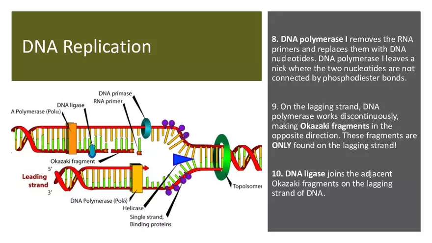 DNA Replication 2021 Notes - Page 12