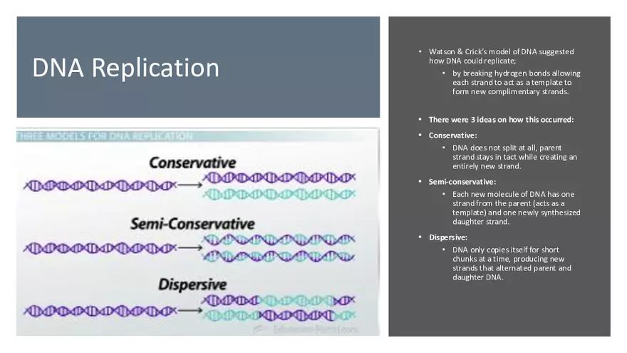 DNA Replication 2021 Notes - Page 13