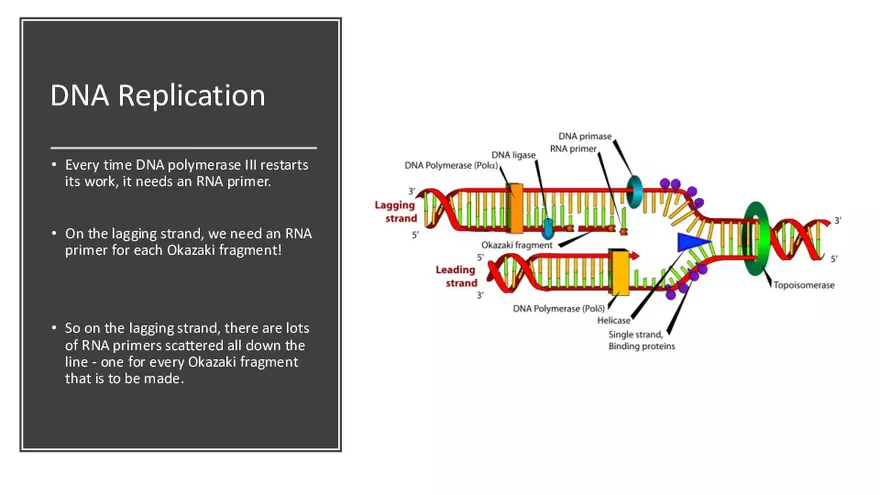 DNA Replication 2021 Notes - Page 14