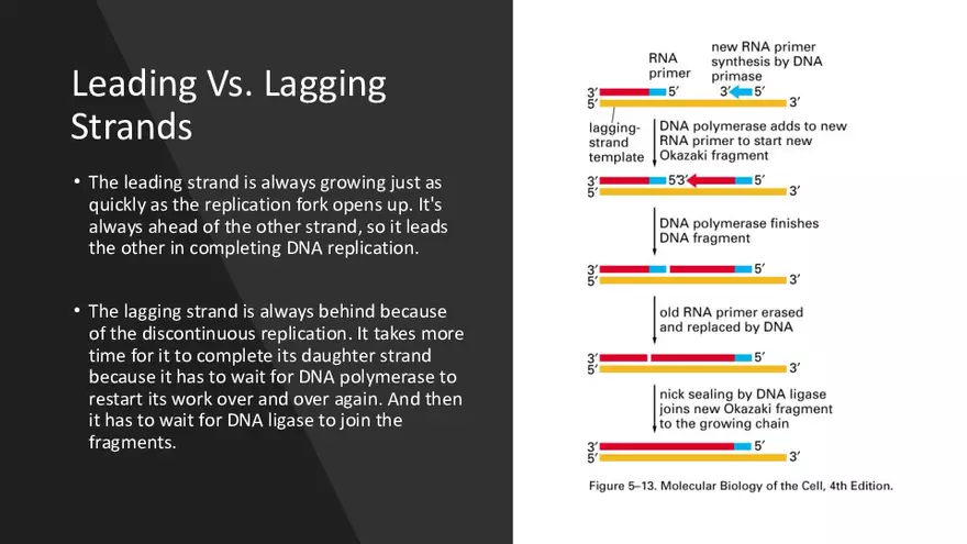 DNA Replication 2021 Notes - Page 15