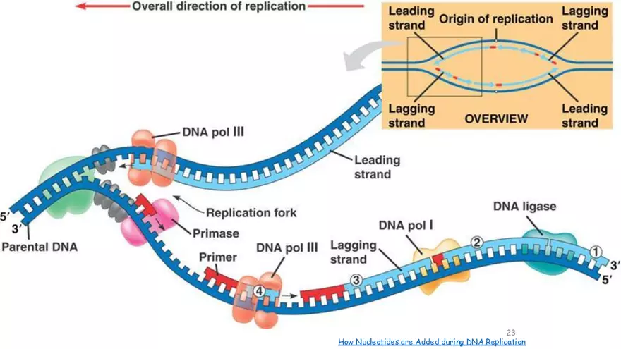 DNA Replication 2021 Notes - Page 16