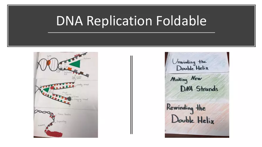 DNA Replication 2021 Notes - Page 17