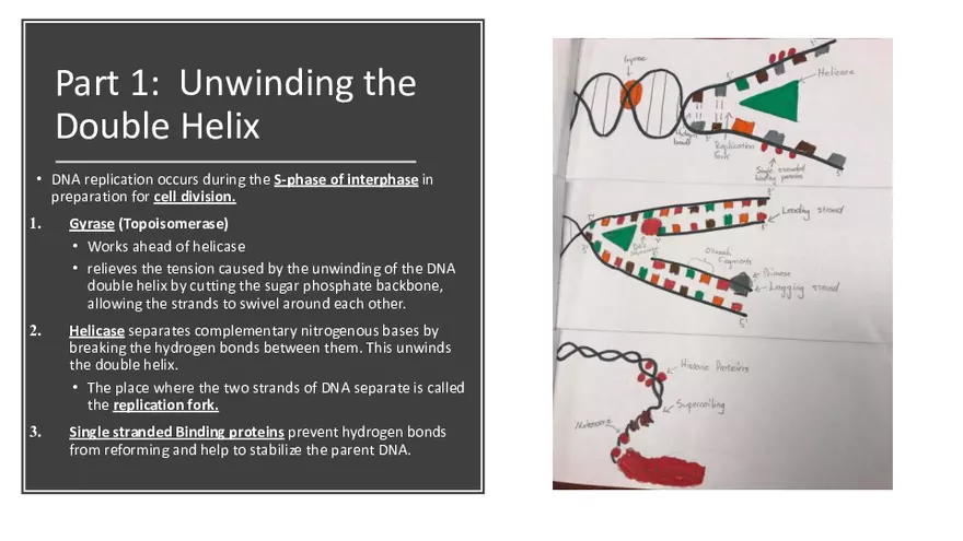 DNA Replication 2021 Notes - Page 18