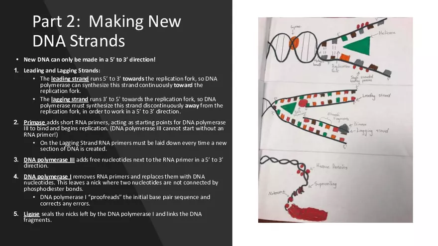 DNA Replication 2021 Notes - Page 19
