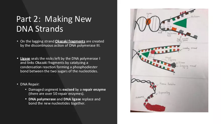 DNA Replication 2021 Notes - Page 20