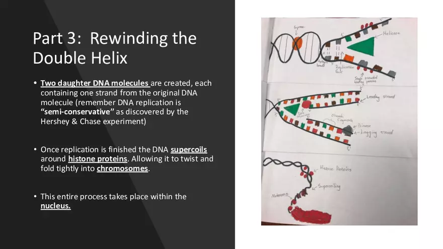 DNA Replication 2021 Notes - Page 21