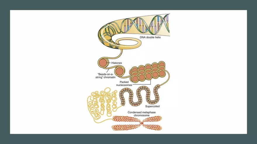 DNA Replication 2021 Notes - Page 23