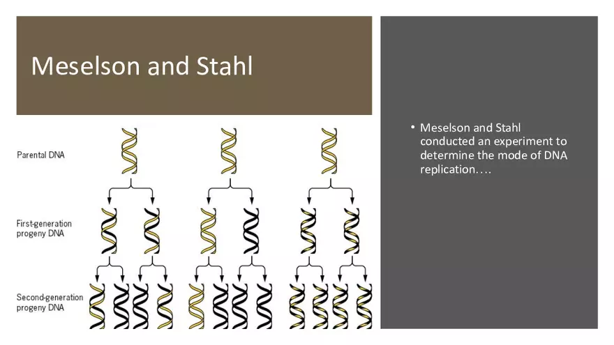 DNA Replication 2021 Notes - Page 24