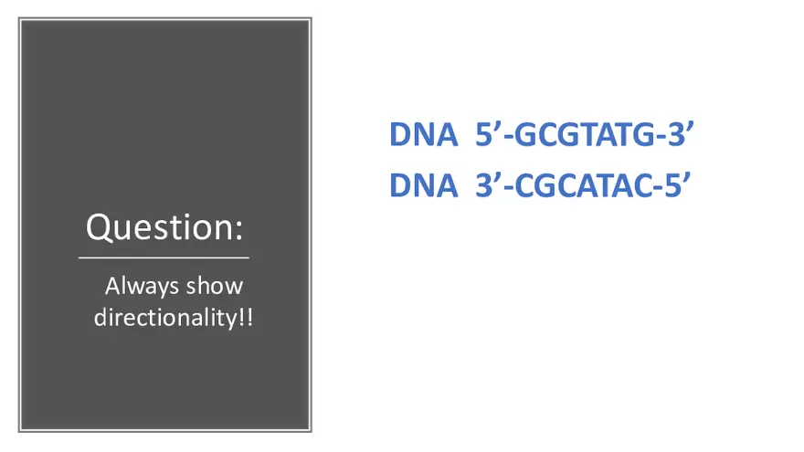 DNA Replication 2021 Notes - Page 26