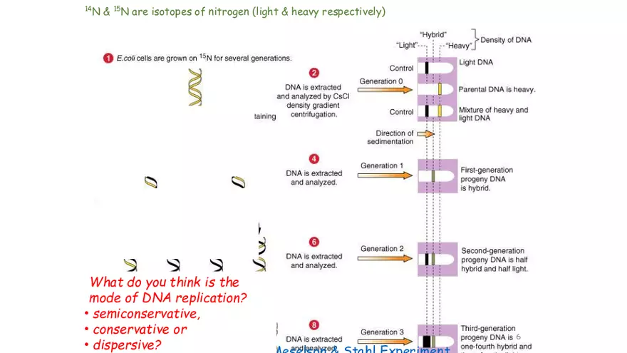 DNA Replication 2021 Notes - Page 28
