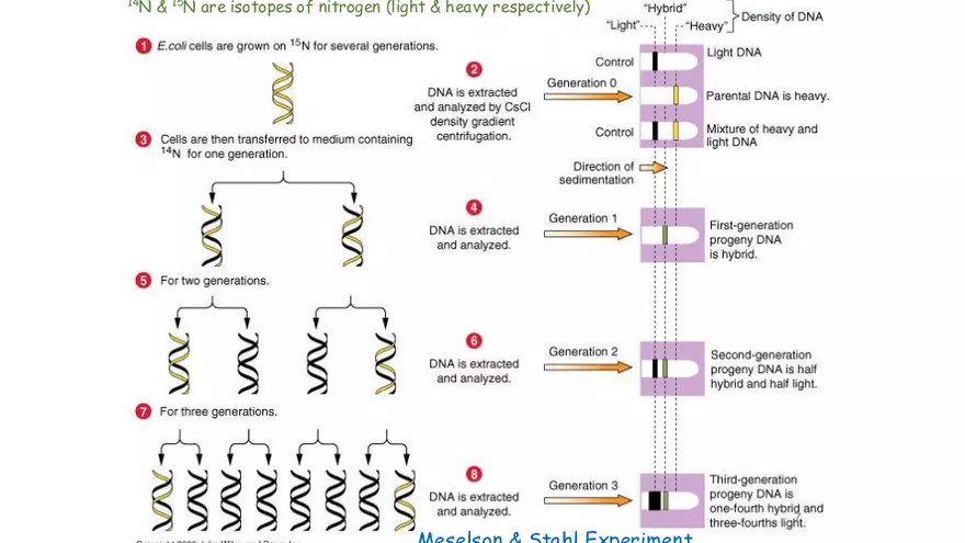 DNA Replication 2021 Notes - Page 29