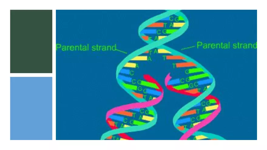 DNA Replication 2021 Notes - Page 30