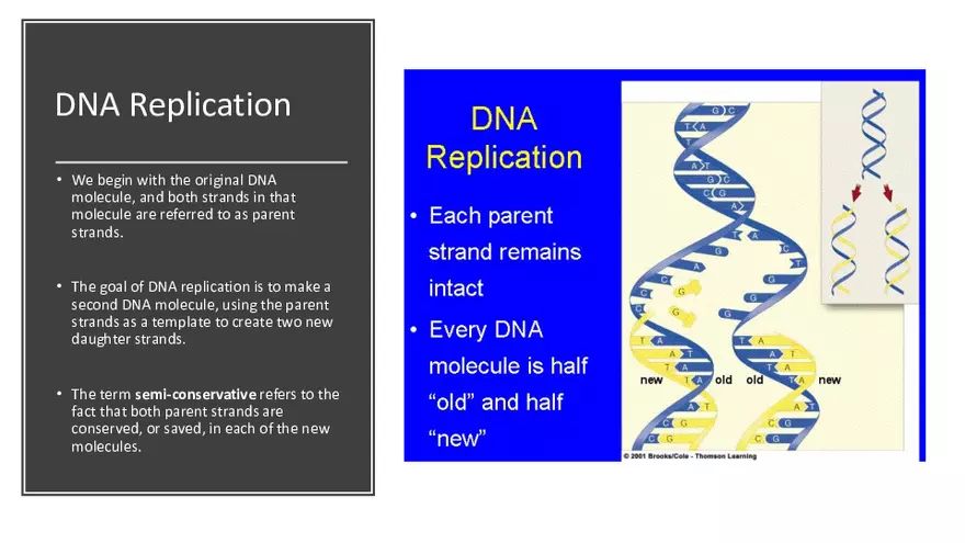 DNA Replication 2021 Notes - Page 31