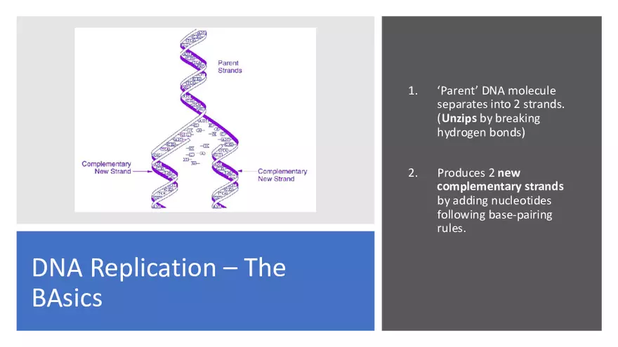 DNA Replication 2021 Notes - Page 32