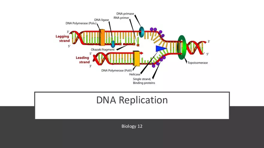 DNA Replication 2021 Notes - Page 1