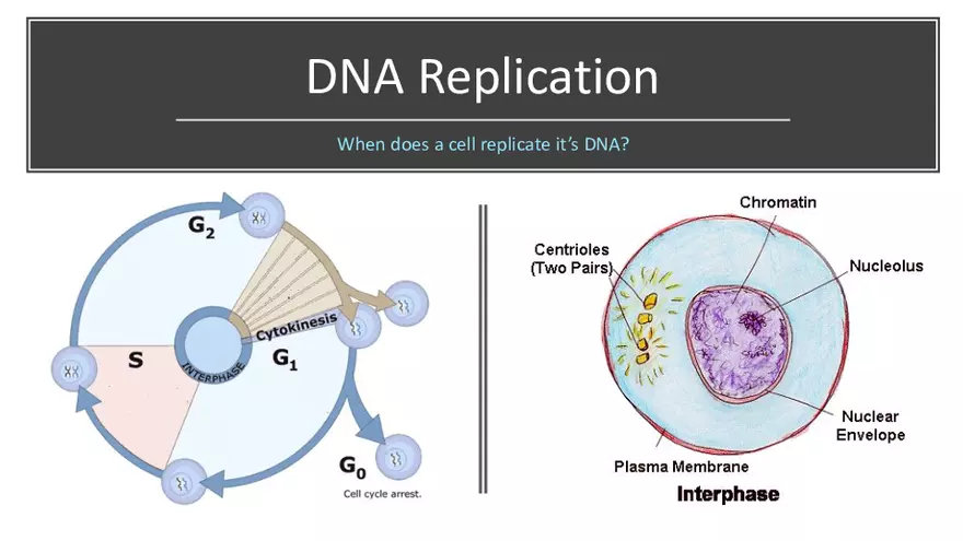 DNA Replication 2021 Notes - Page 2