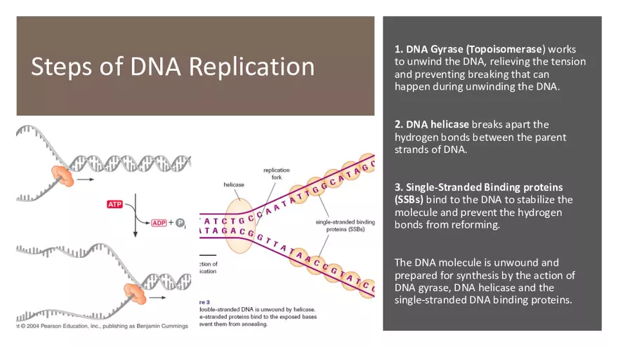 DNA Replication 2021 Notes - Page 4
