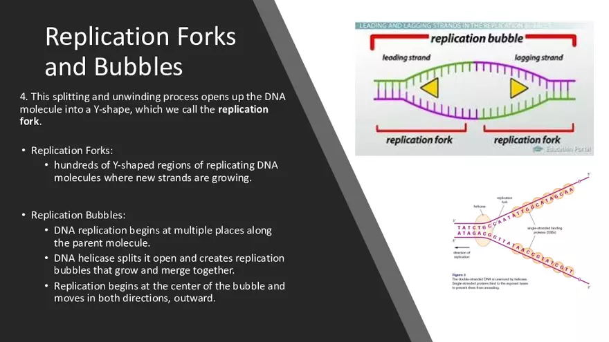 DNA Replication 2021 Notes - Page 5