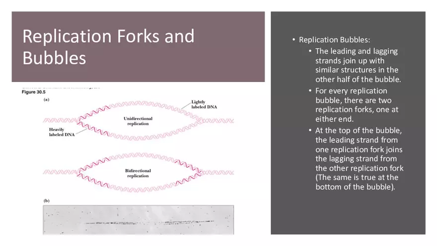 DNA Replication 2021 Notes - Page 6