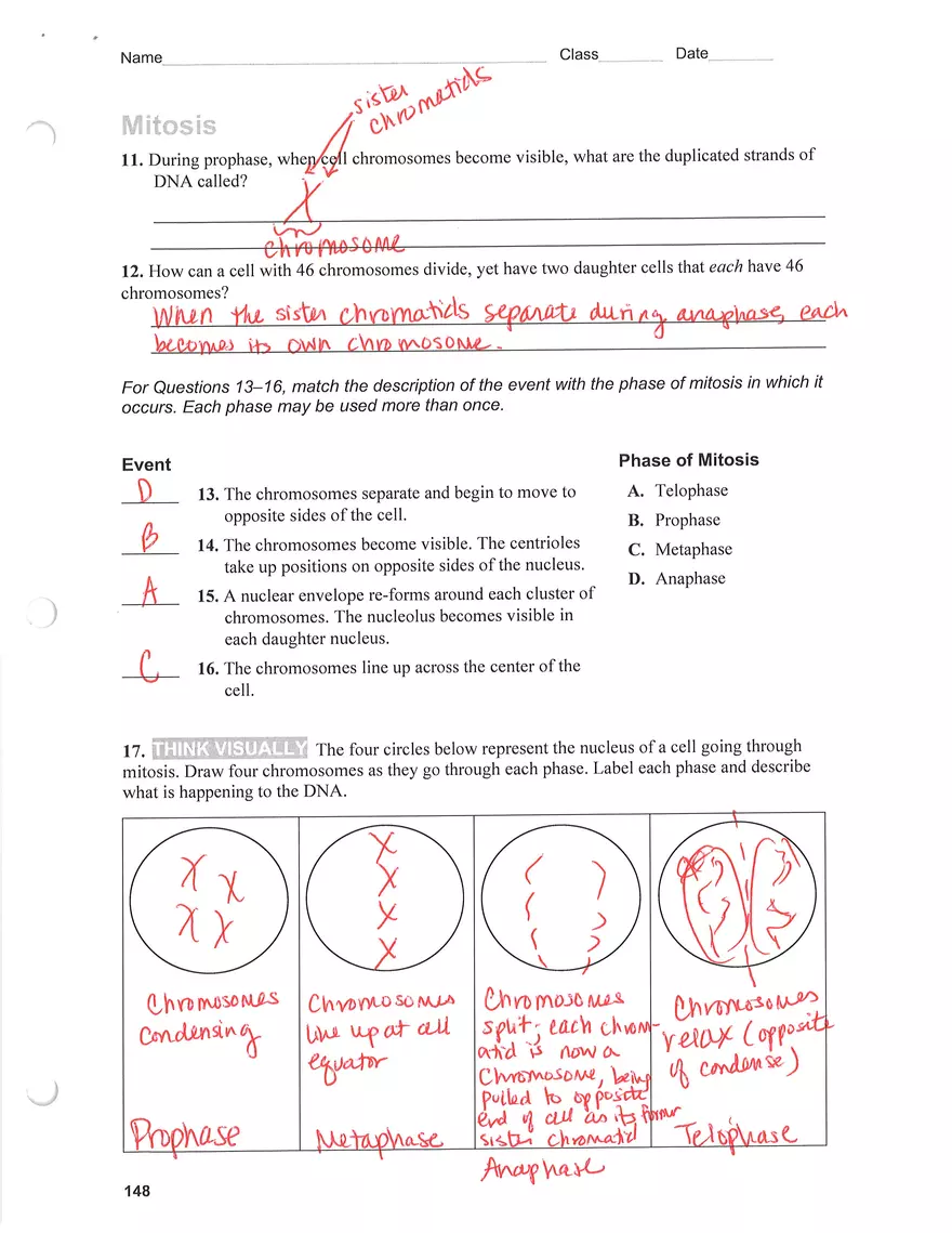 The Process of Cell Division Key - Page 3