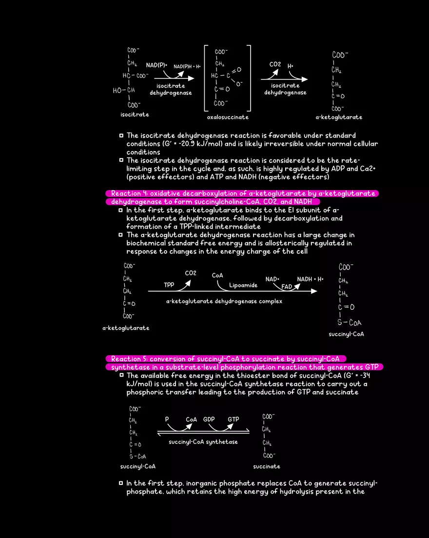 Chapter 10: The Citrate Cycle - Page 8
